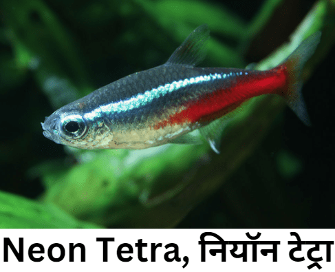 Neon Tetra नियॉन टेट्रा