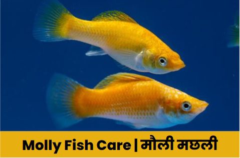 मौली मछली- जीवनकाल, आकार, देखभाल और टैंक | Molly Fish Care Guide