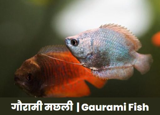 Gaurami Fish गौरामी मछली