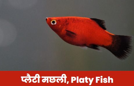 प्लेटी फिश की देखभाल बनायें आसान: प्लेटी मछली के लिए एक संपूर्ण गाइड | Platy Fish Care Guide